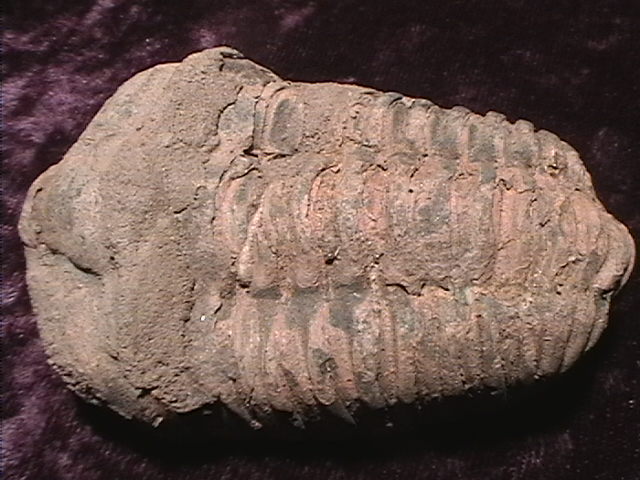 Fossil - Trilobite - Flexicalymene - 70mm - Click Image to Close